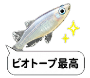 851499240