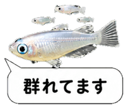 851499243