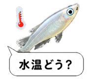 851499245