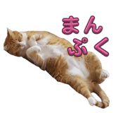851502204