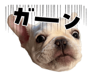 851509001