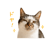 851538773