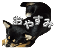 851556513