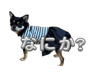 851556515