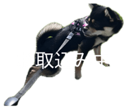 851556520