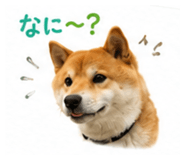 851558253