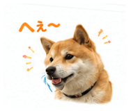 851558255