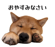 851561947