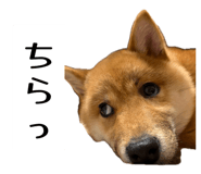 851561949