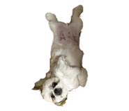 851583403