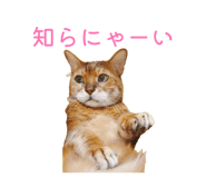 851594219