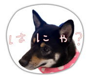 851660449