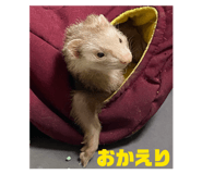 851668775
