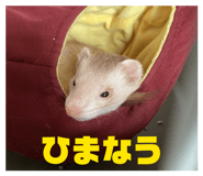 851668780