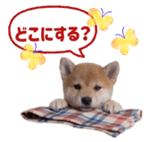 851670230
