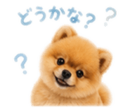 851676906