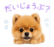 851676911