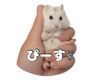 851677681