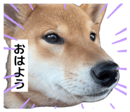851683439