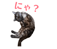 851687516