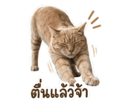851768207