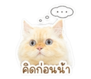 851773746