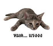 851814941