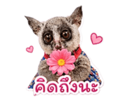 851827447