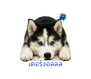 851836424