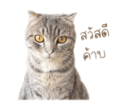 851838242