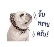 851853127