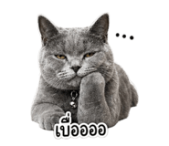 851855815