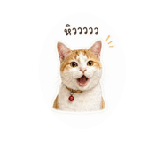 851866914