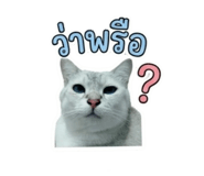 851891127