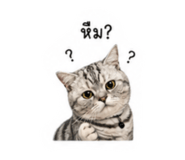 851912175