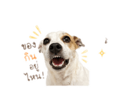 851913007