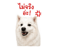851952004