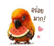 851956112
