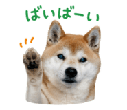 852095900