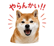 852095911