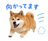 852095915