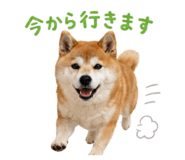 852095919