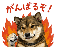 852137206