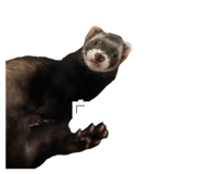 852141294