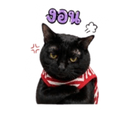 852151944
