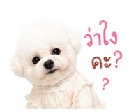 852153900