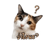 852155900