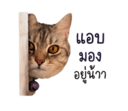 852157076