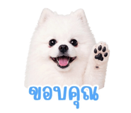 852161125