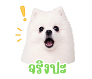 852161127